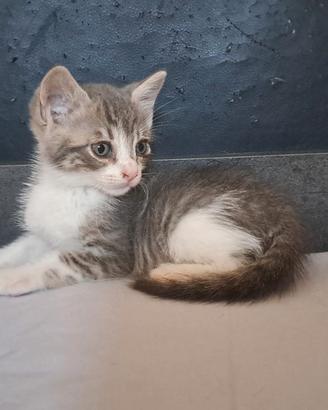 Batuffolino