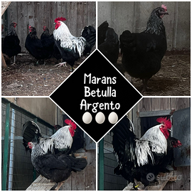 Galline Marans Betulla Argento
