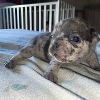 Bulldog francese