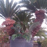 Palma Cicas esemplare a tre tronchi in cont.600lt.