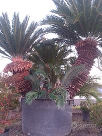 Palma Cicas esemplare a tre tronchi in cont.600lt.