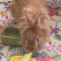 Coniglio femmina testa di leone