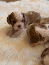 Cuccioli Cavalier King