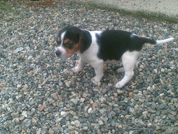 Beagle tricolori meravigliosi