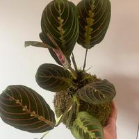 Kokedama maranta leuconera Fascinator