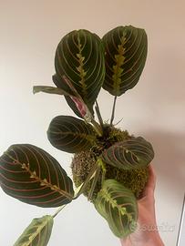Kokedama maranta leuconera Fascinator