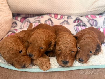 Fantastici cuccioli di barbone nano red