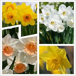 20 bulbi di Narcisi in 4 varietà