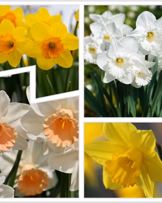 20 bulbi di Narcisi in 4 varietà