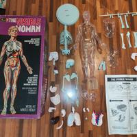 Revell The Visible Woman Kit Modello Anatomico