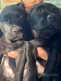 Labrador femmine con pedigree