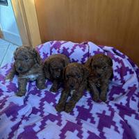 Maschietti di barboncino toy red