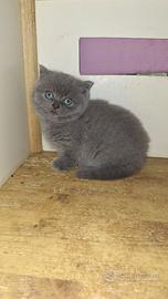 Scottish meraviglioso con pedigree