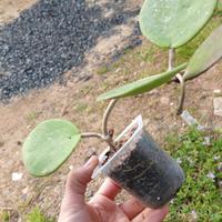 Hoya obovata piantina radicata per FedS.