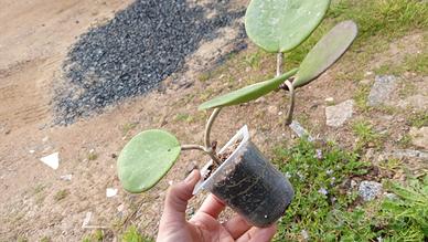 Hoya obovata piantina radicata per FedS.