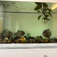 Piranha nattereri