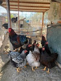 Wyandotte-Oliver Egger-Araucana-Ovaiole