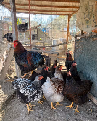 Wyandotte-Oliver Egger-Araucana-Ovaiole