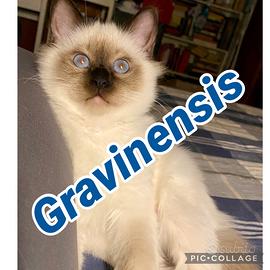 Cucciolo di Sacro di Birmania disponibile