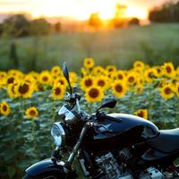 Honda Hornet 600 ASI CRS