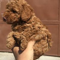 Barboncino toy RED MINIATURE