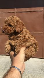 Barboncino toy RED MINIATURE