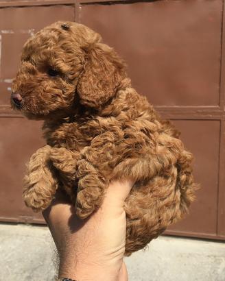 Barboncino toy RED MINIATURE