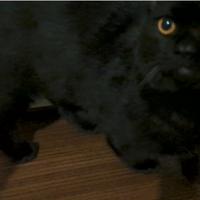 Gattino Munchkin a zampe corte 6 mesi sterilizzato