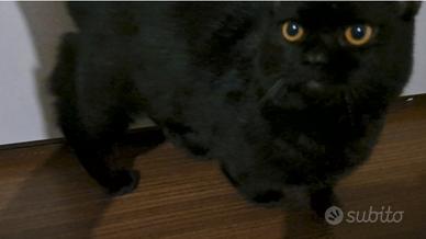 Gattino Munchkin a zampe corte 6 mesi sterilizzato