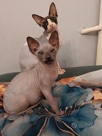 Sphynx