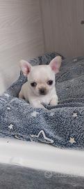 Chihuahua