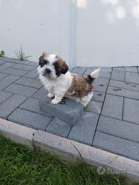 Shih Tzu cuccioli