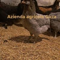 Galli galline araucana
