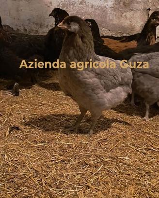 Galli galline araucana