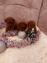 Barboncino toy e mini