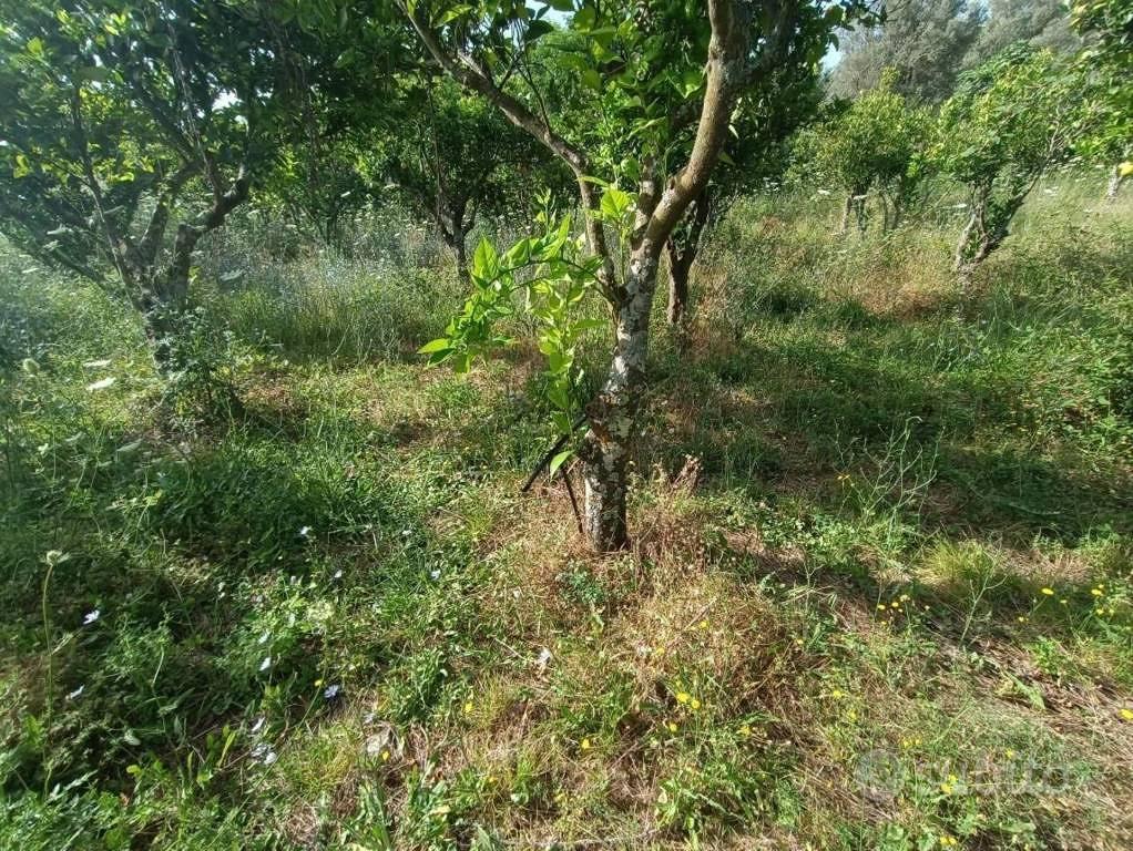Immobile in asta di 27870 m² a Polistena - Vista 3