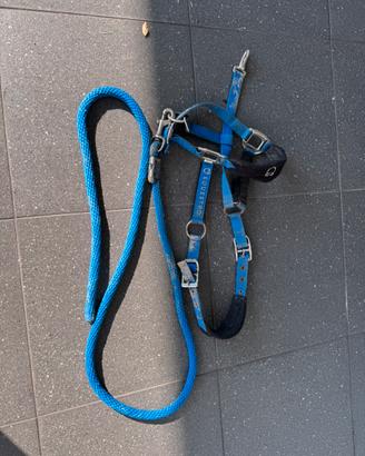 Testiera Equestro