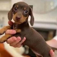 Cucciolo bassotto Kaninken