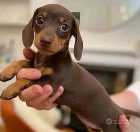 Cucciolo bassotto Kaninken