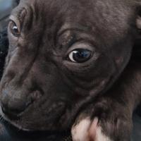 Pitbul maschio originale