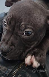 Pitbul maschio originale