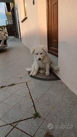 Cuccioli maremmano