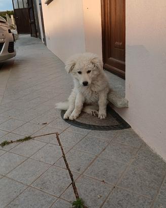 Cuccioli maremmano