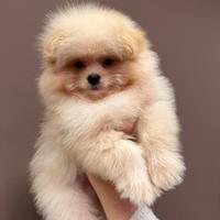 Simil Pomerania