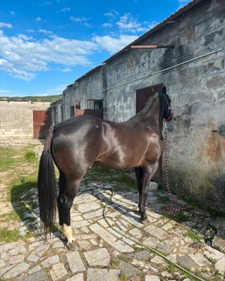 Cavallo