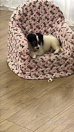 Cucciolo cane