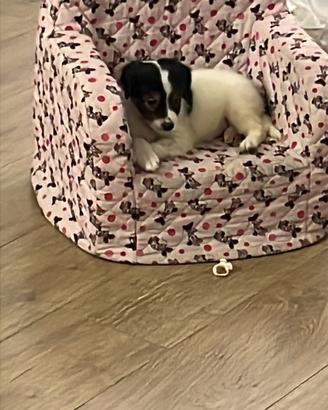 Cucciolo cane