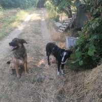 Cuccioli cane da pastore taglia media
