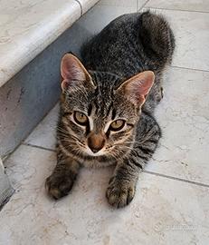 Gattini