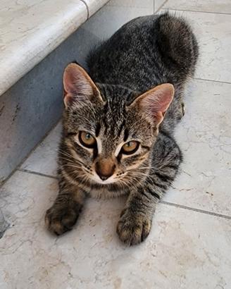 Gattini